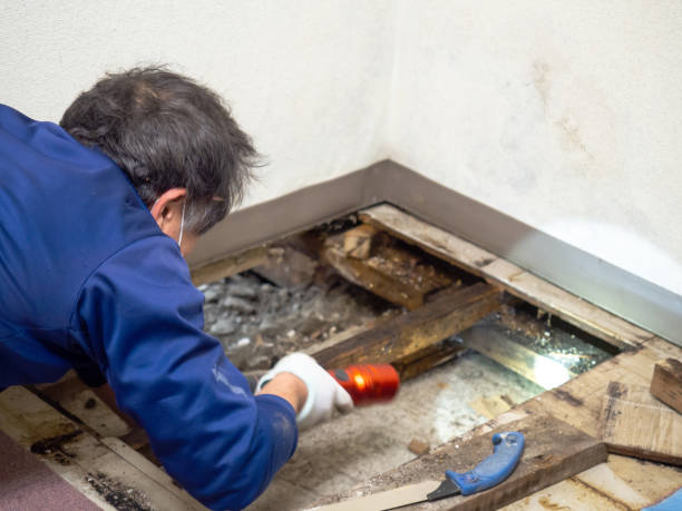 Reliable Granby, CO Mold Removal Solutions