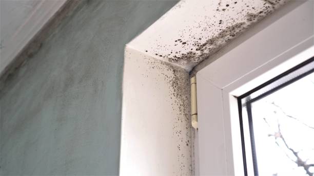 Best Certified Mold Removal  in Granby, CO