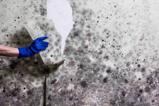 Best Affordable Mold Removal  in Granby, CO